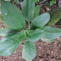 Kalanchoe pinnata (Lam.) Pers.